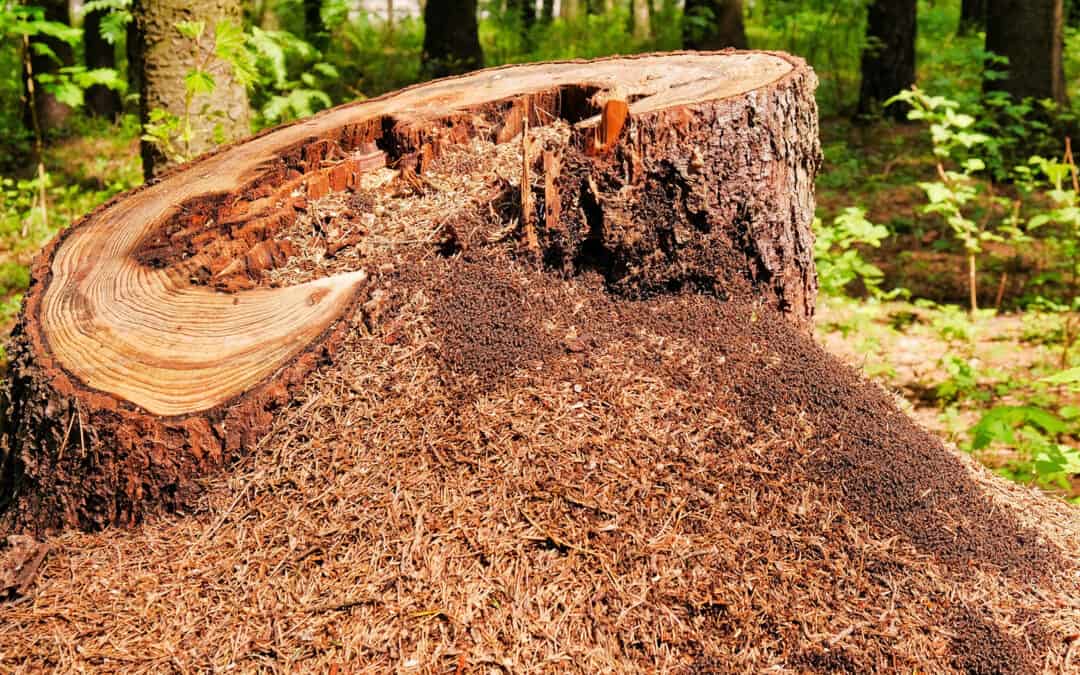 Wie Forstwirtschaft die Waldbiodiversität fördert