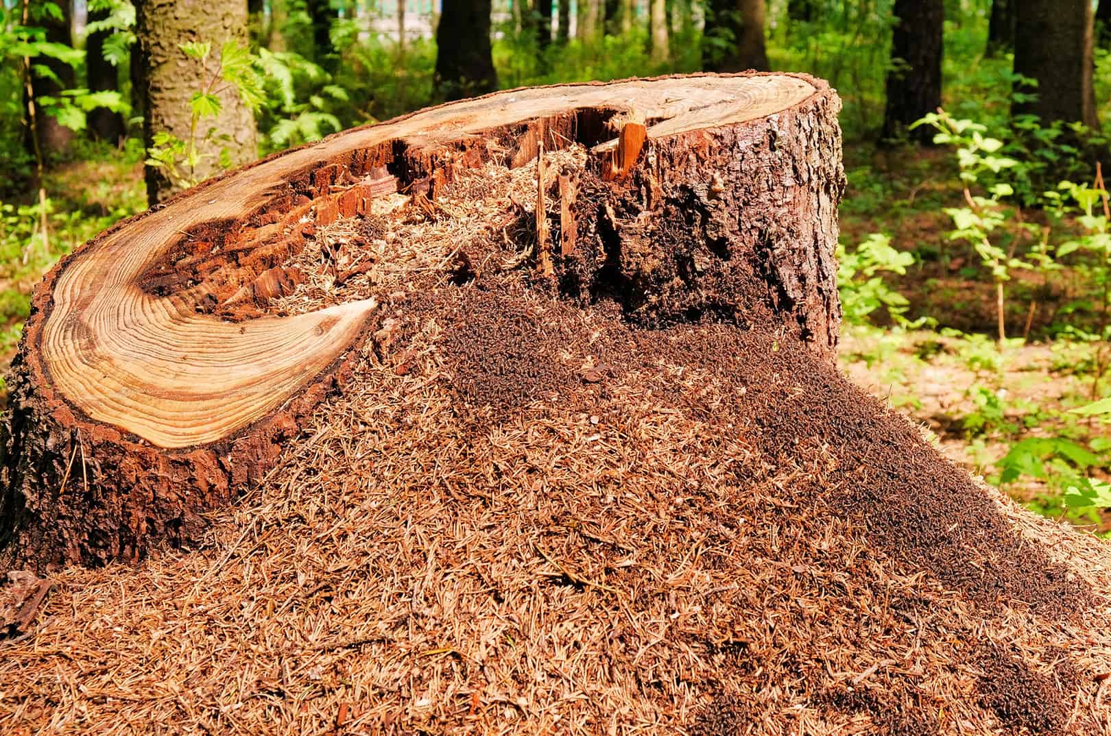 waldgeschichten-artikel-forstwirtschaft-foerdert-waldbiodiversitaet-foto-ameisenhaufen-auf-baumstumpf