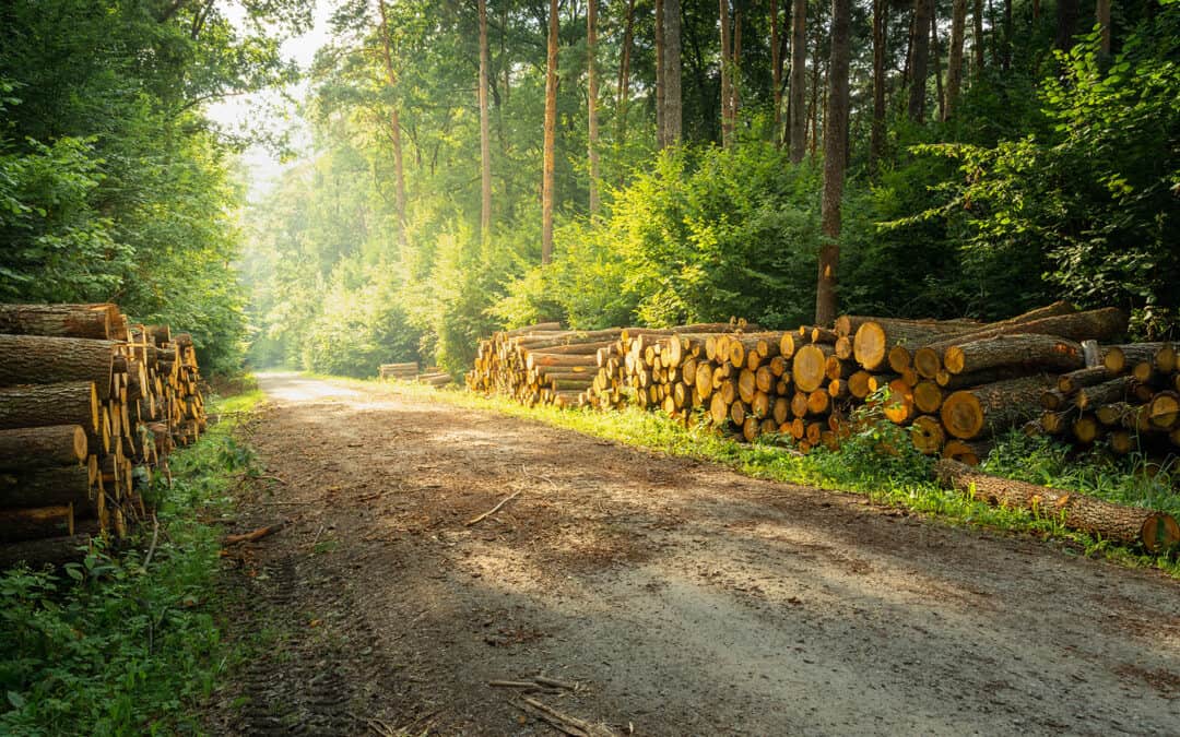 Die Rolle des Rohstoffs Holz für den Klimaschutz