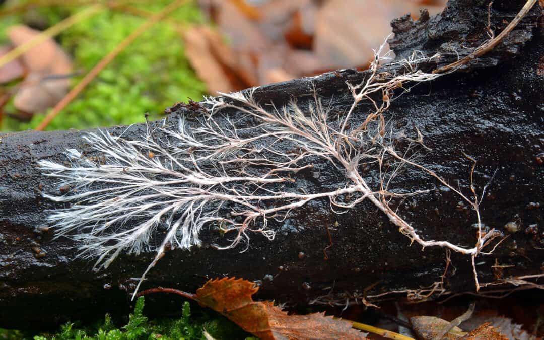 Bodenpilze und der Klimawandel