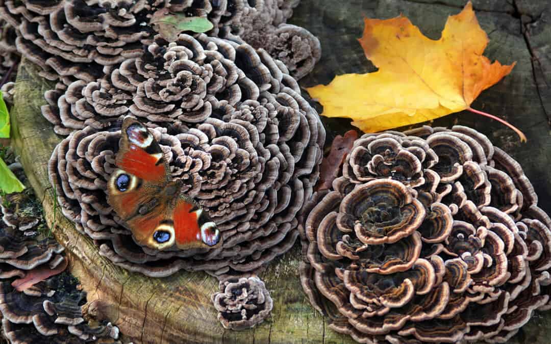 Aufgelichtete Wälder – ein Hort der Artenvielfalt