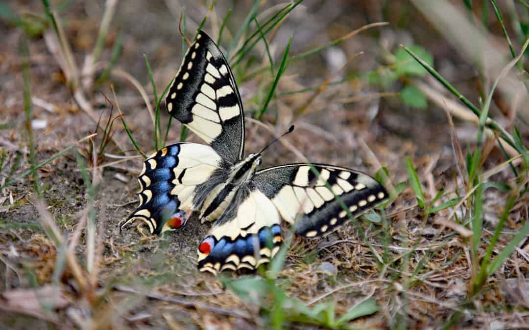 Strategische Waldbewirtschaftung – Ein Schlüssel zur Förderung der Biodiversität