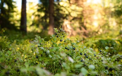 waldgeschichten-artikel-waldbiodiversitaet-holznutzung-foerdert-artenvielfalt-foto-beeren-waldrand