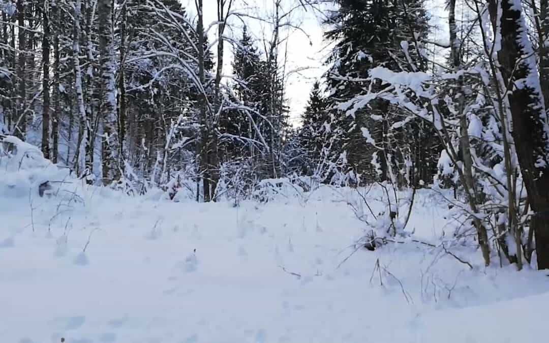 Der Erhalt kultureller Kostbarkeiten ist Teil der multifunktionalen Waldbewirtschaftung