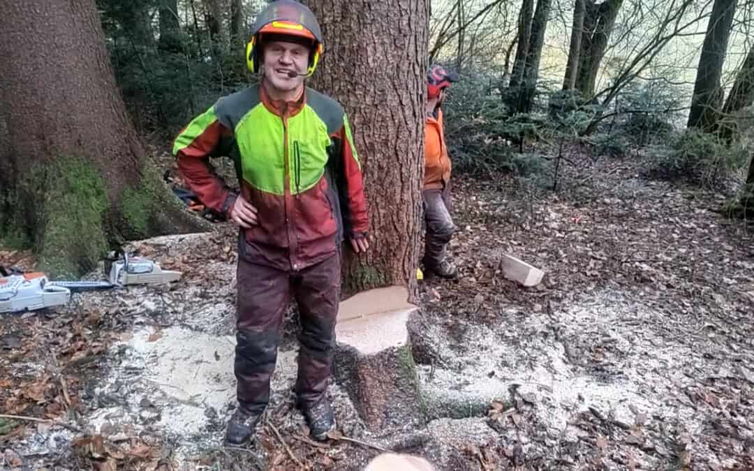 Baum fällen: Punktgenau, mit Erfahrung und der richtigen Schnitttechnik