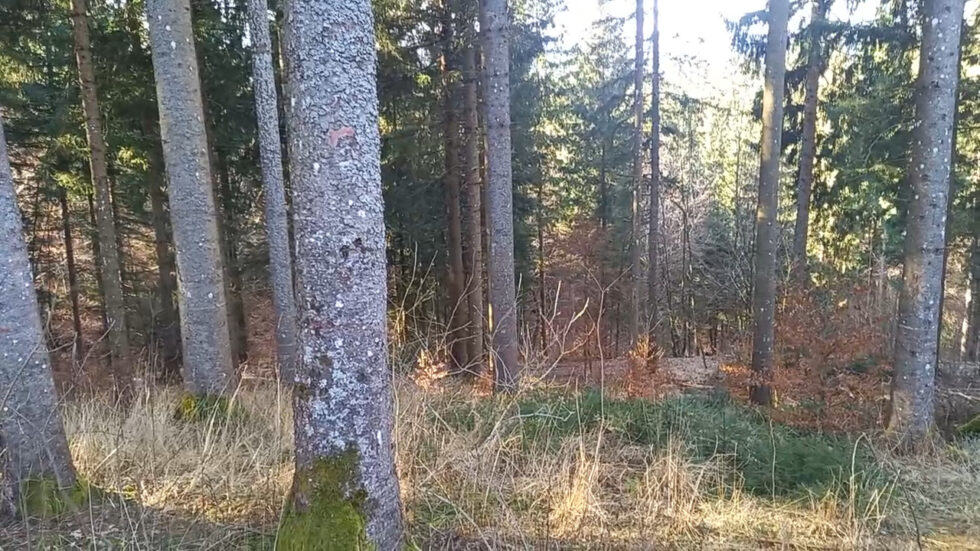 Waldgeschichten-App-Video-Aktive-Waldbewirtschaftung-schafft-stabile-Waldbestaende