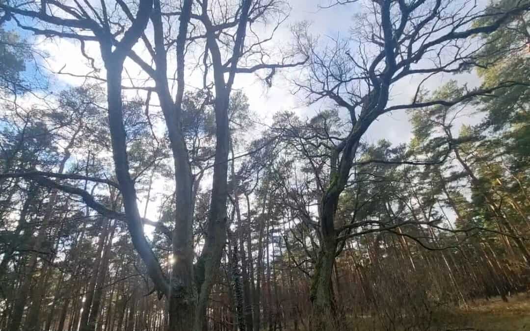 Mystische Habitatbäume