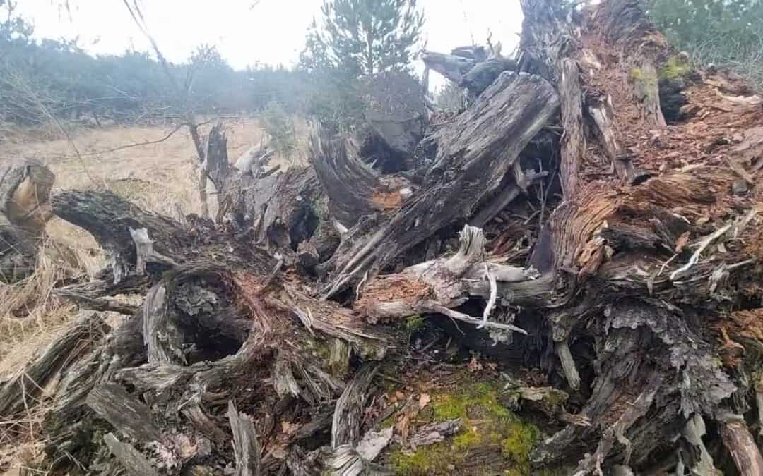 Biodiversitäts-Hotspots im Wald: Mut zur Unordnung