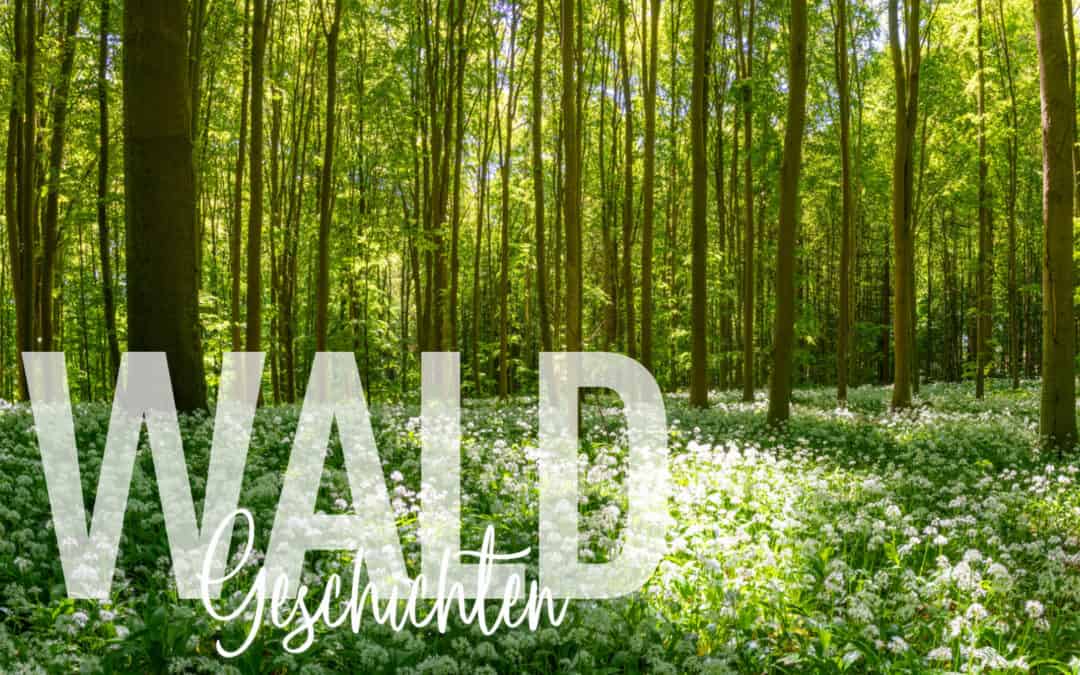 Frühlingswald – Der Wald im Frühling