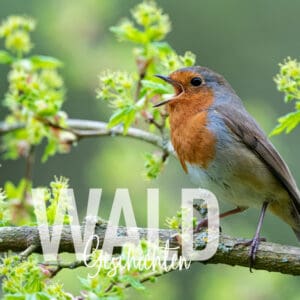 Waldgeschichten-der-Wald-im-Fruehling-Fruehlingswald-Vogel-singt