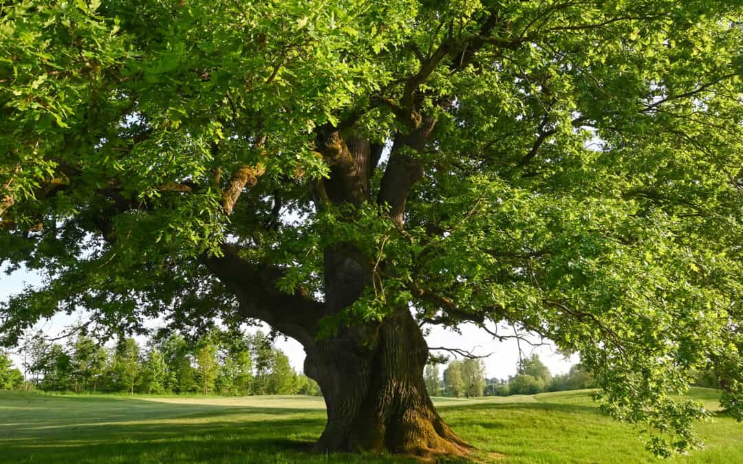 25. April ist Internationaler Tag des Baumes