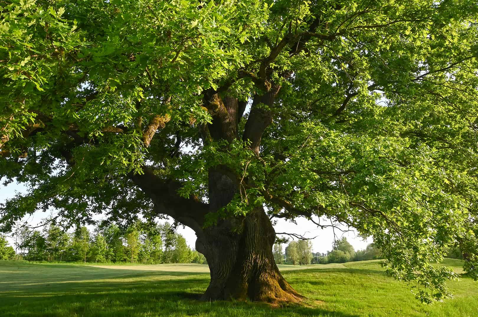 waldgeschichten-artikel-baum-des-jahres-2024-die-eiche-foto-majestaetische-eiche