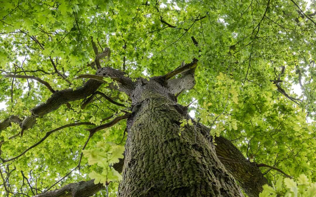 Österreichischer Baum des Jahres 2024: Die Eiche(n)