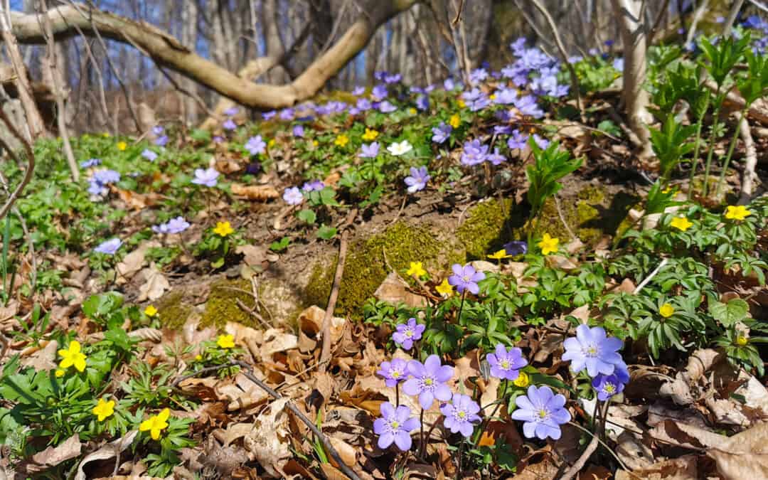 Frühling im Wald