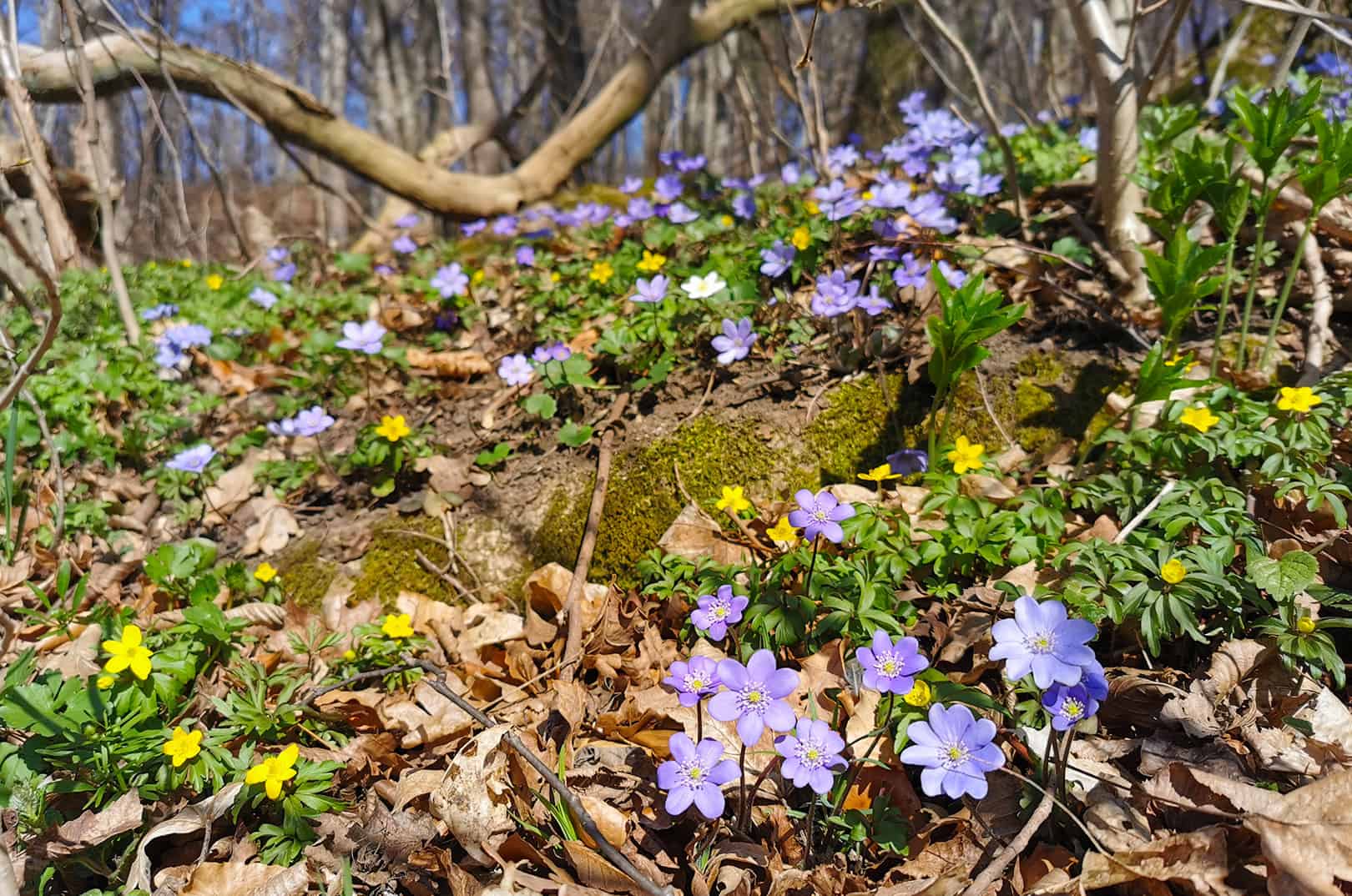 waldgeschichten-artikel-der-wald-im-fruehling-foto-fruehblueher-leberbluemchen