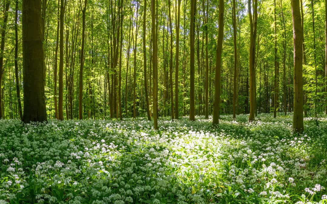 Der Wald im Frühling