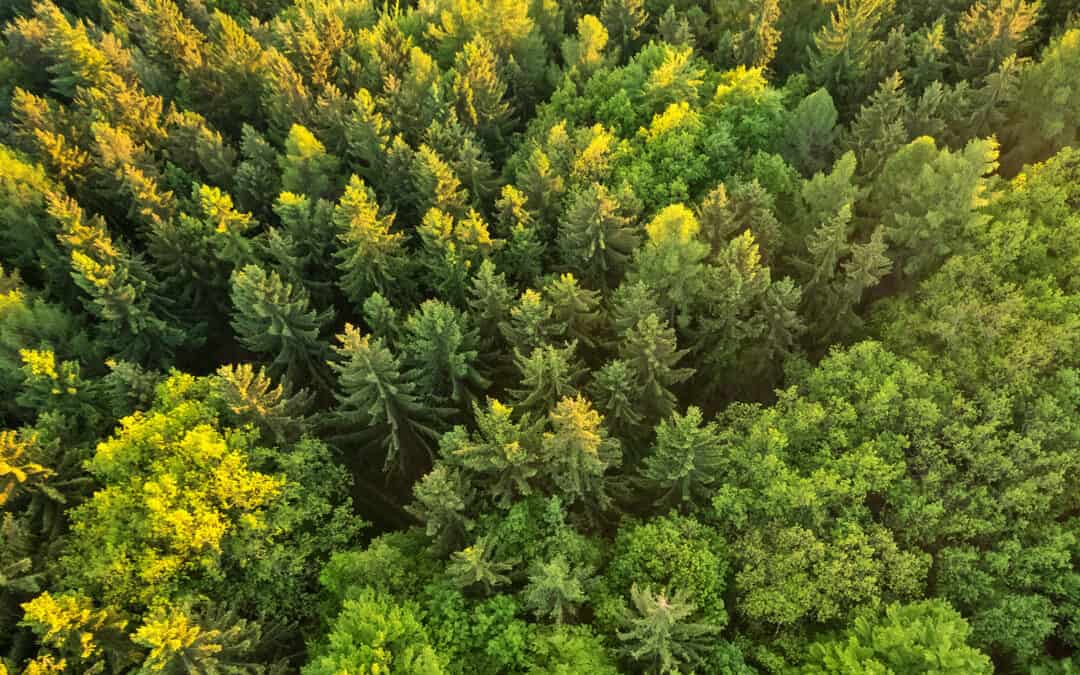 Die Wälder von morgen: Eine Vorschau