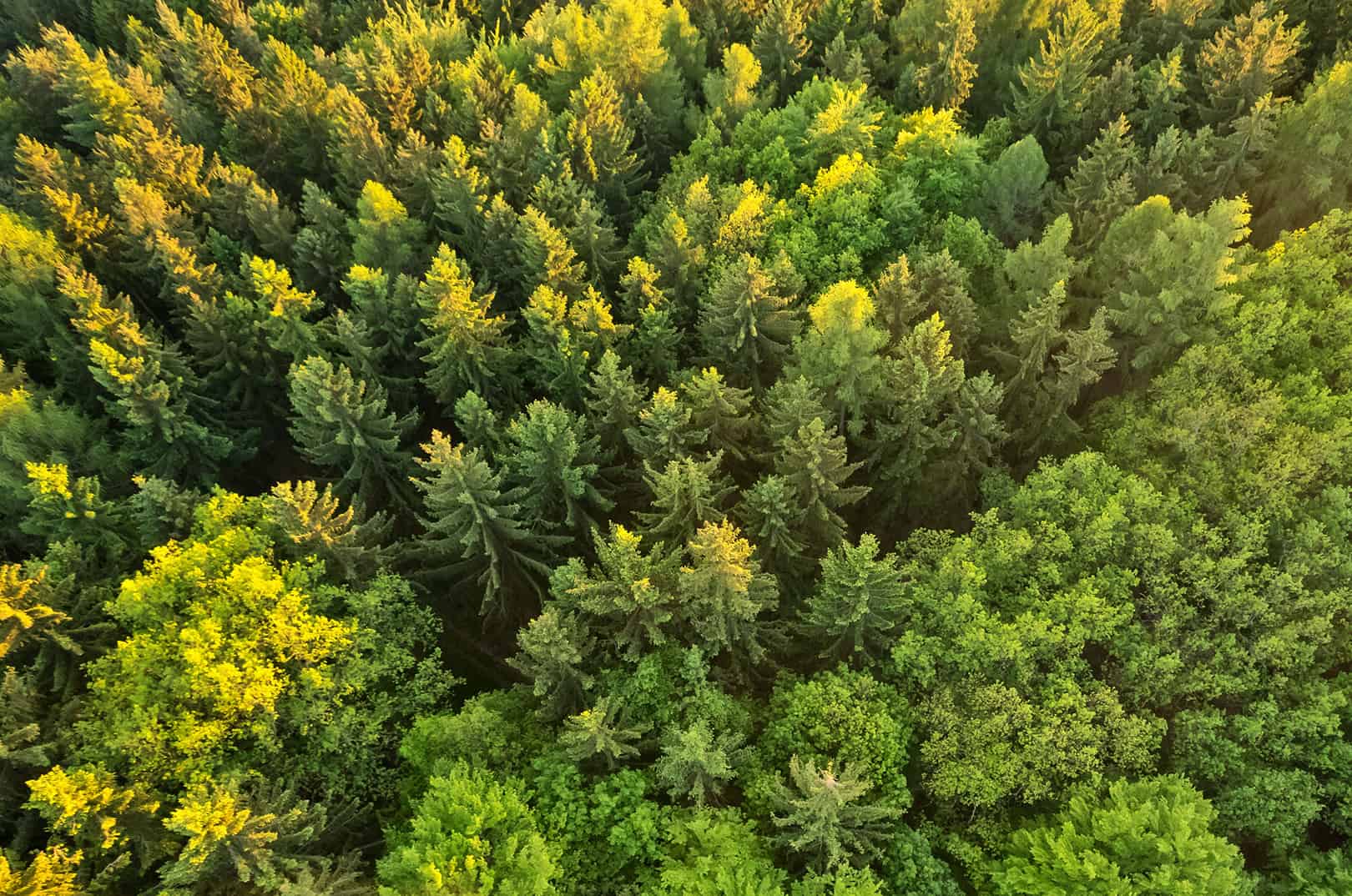 waldgeschichten-artikel-typisch-wald-bild-wald-von-oben