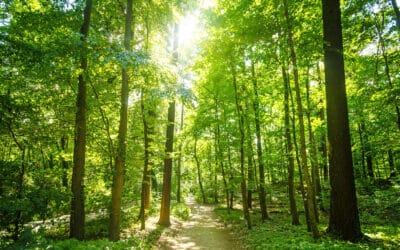 waldgeschichten-artikel-typisch-wald-foto-wald-mit-morgensonne