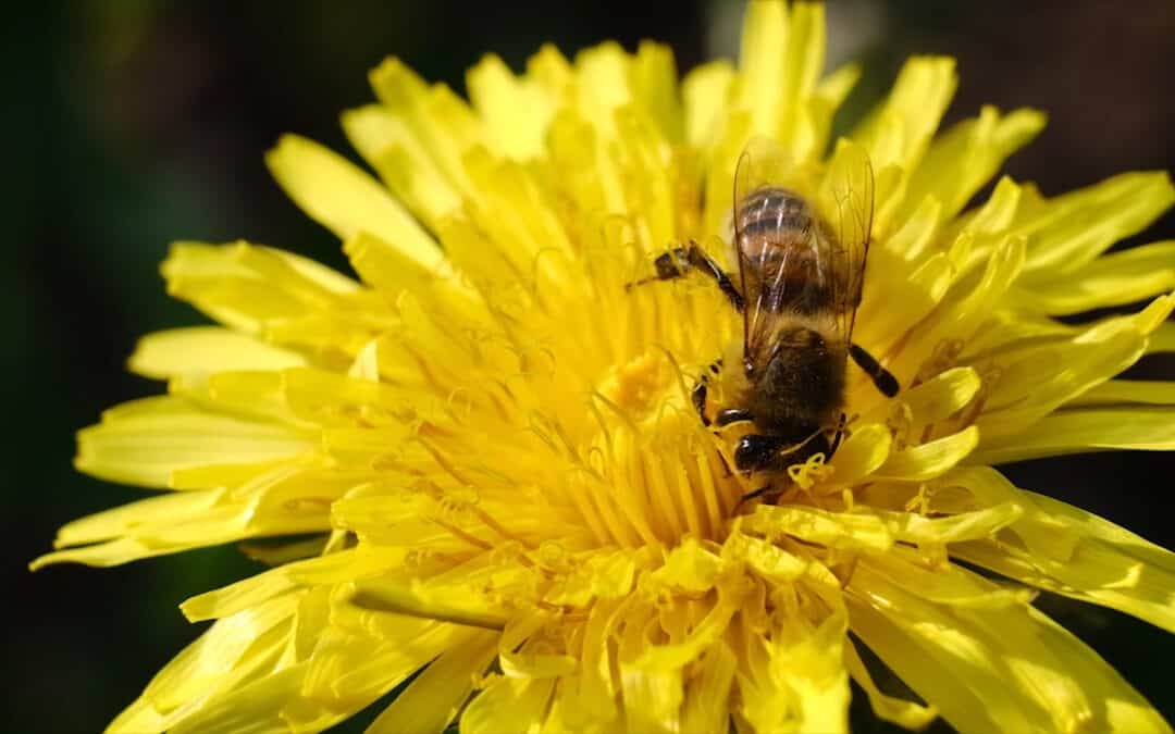 Blütenpracht im Wald