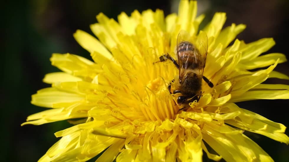 waldgeschichten-bluetenpracht-im-wald-video-fruehblueher-erklaert-foto-biene-loewenzahn