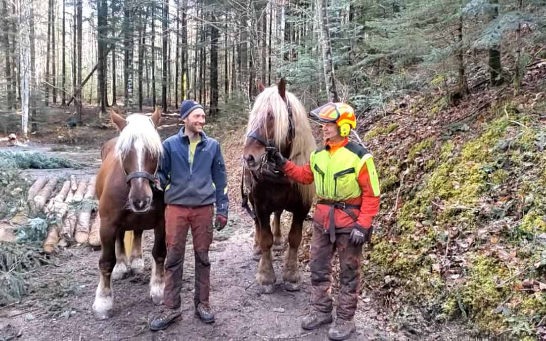 Holzrückung: Pferdestärken im Wald
