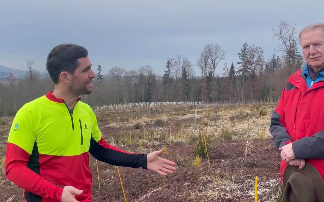 Zeder, eine Zukunftsbaumart?