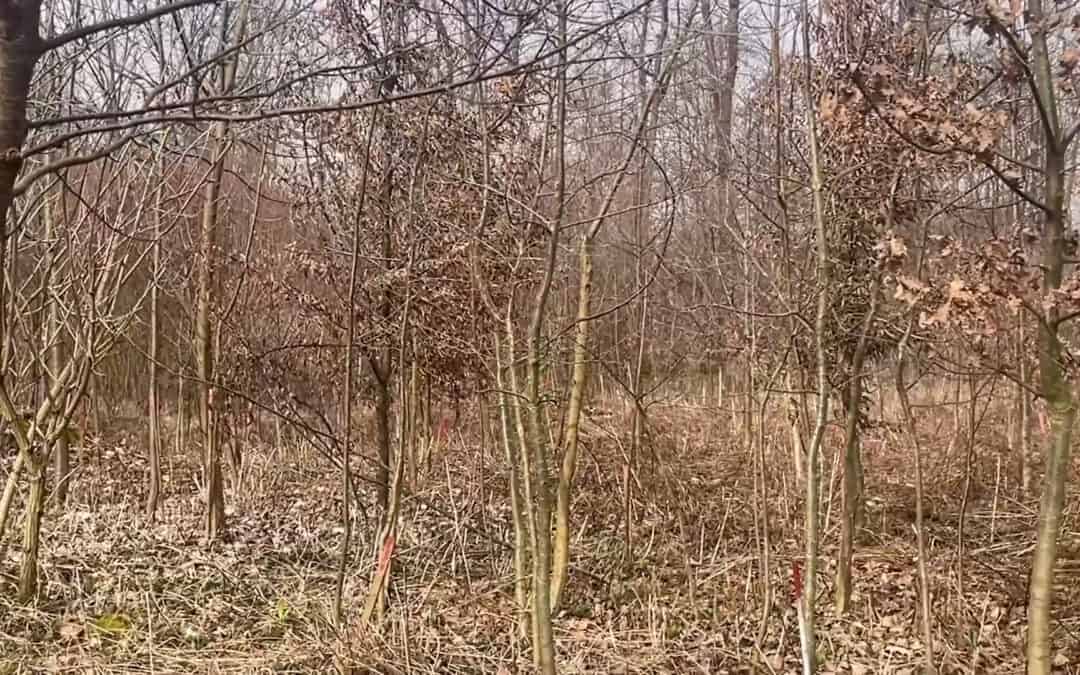 Ohne Fleiß keine klimafitten Wälder