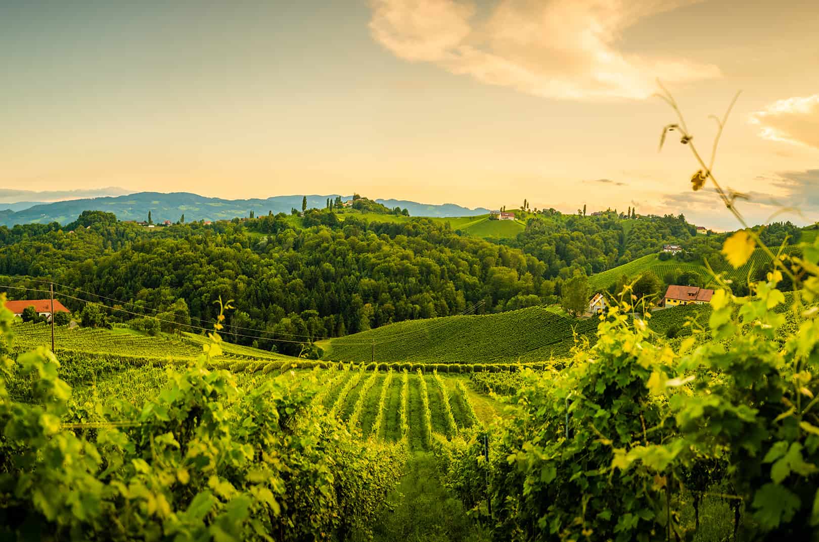 waldgeschichten-artikel-ausflugstipps-in-der-steiermark-foto-suedsteirische-weinstrasse