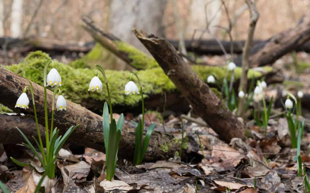 Frühblüher im Wald