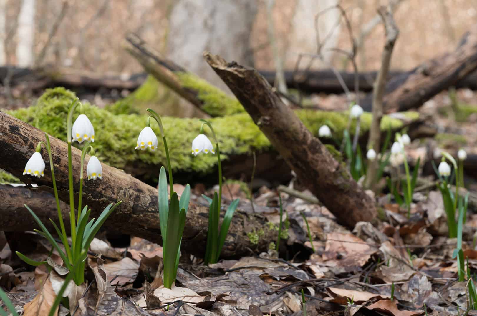 53+ Frühblüher Pflanzen Im Wald, Im frühling erwacht die natur