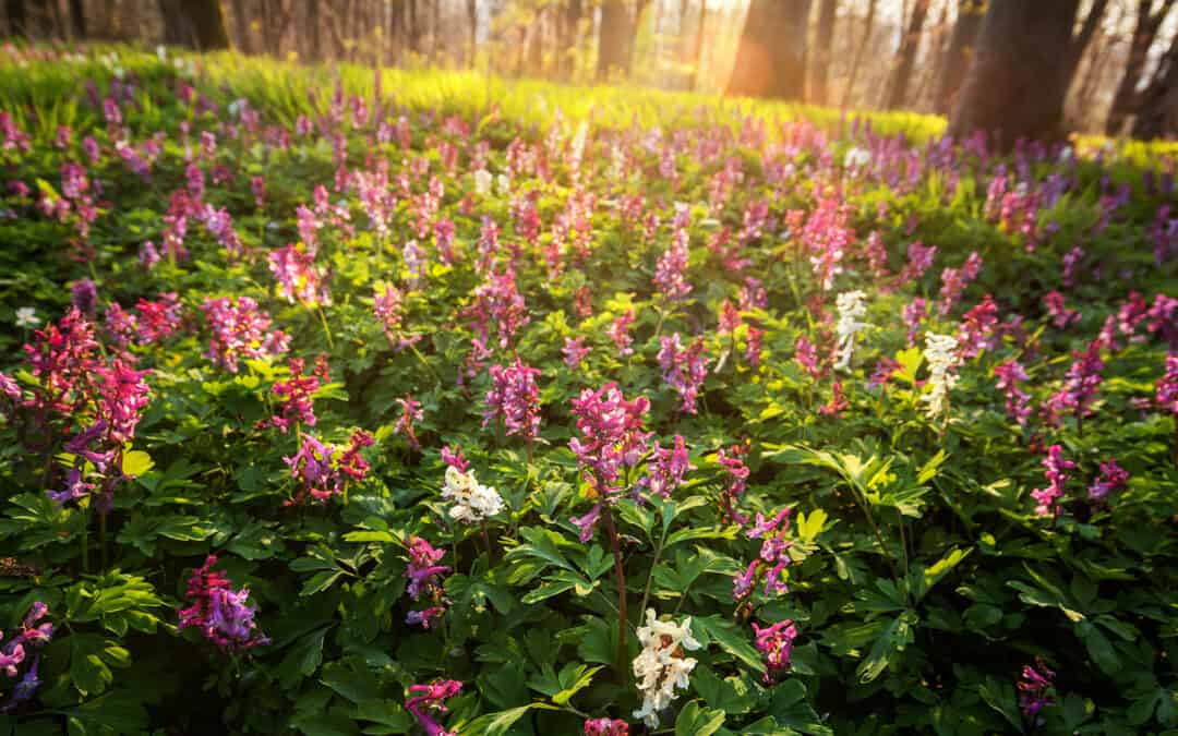 Sommerwald – Der Wald im Sommer