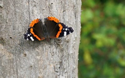 14. März ist Tag des Schmetterlings