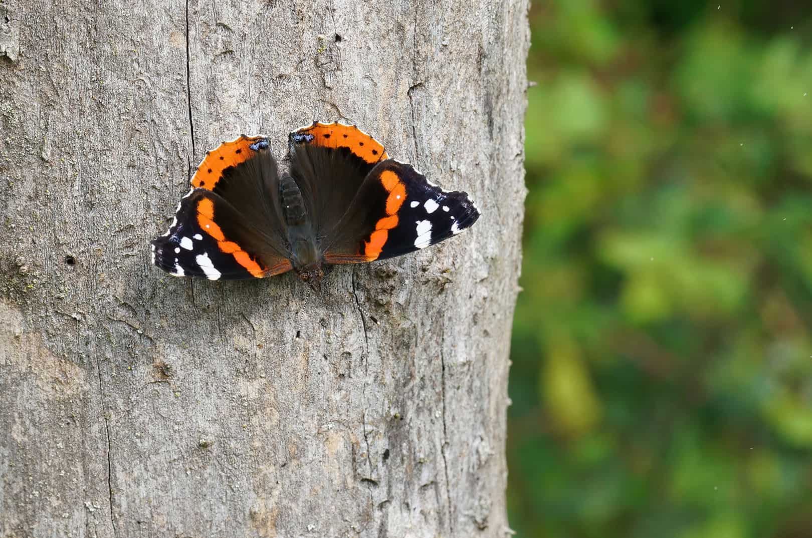 waldgeschichten-artikel-tag-des-schmetterlings-foto-admiral