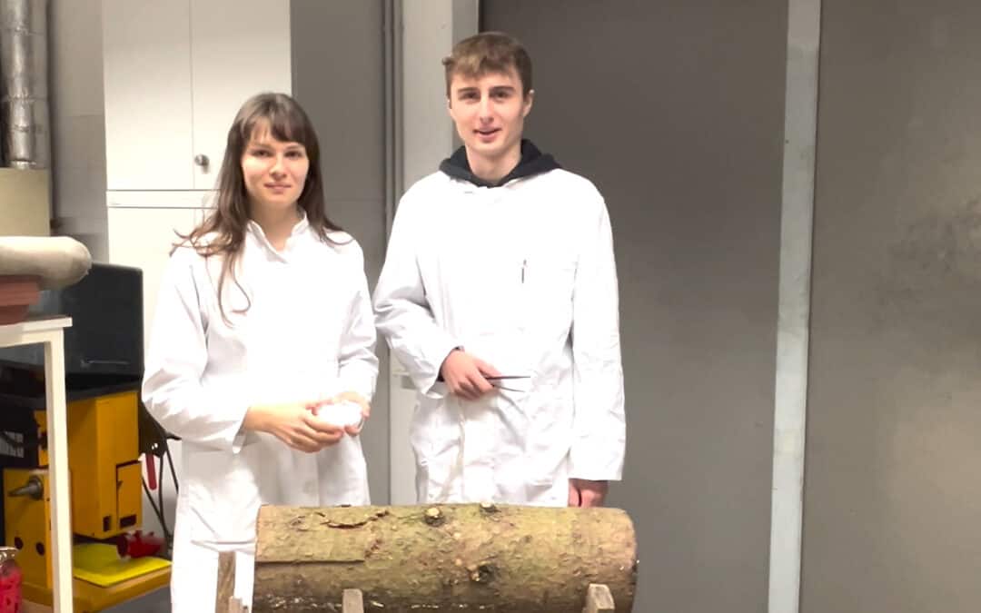 Buchdrucker: Kleines Tierchen mit großen Auswirkungen