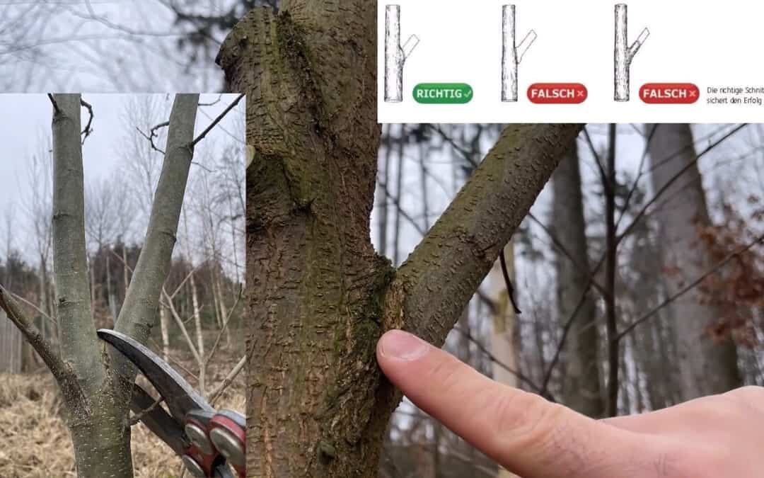 Wertastung richtig ausführen