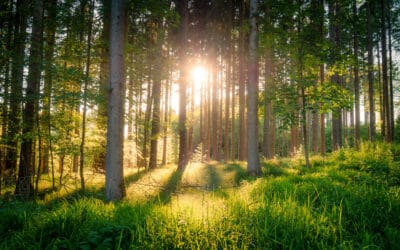 waldgeschichten-artikel-klimafitte-waldgemeinde-klimafitten-wald-foto-sonnenaufgang-wald