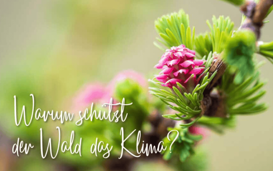 Warum schützt der Wald das Klima?