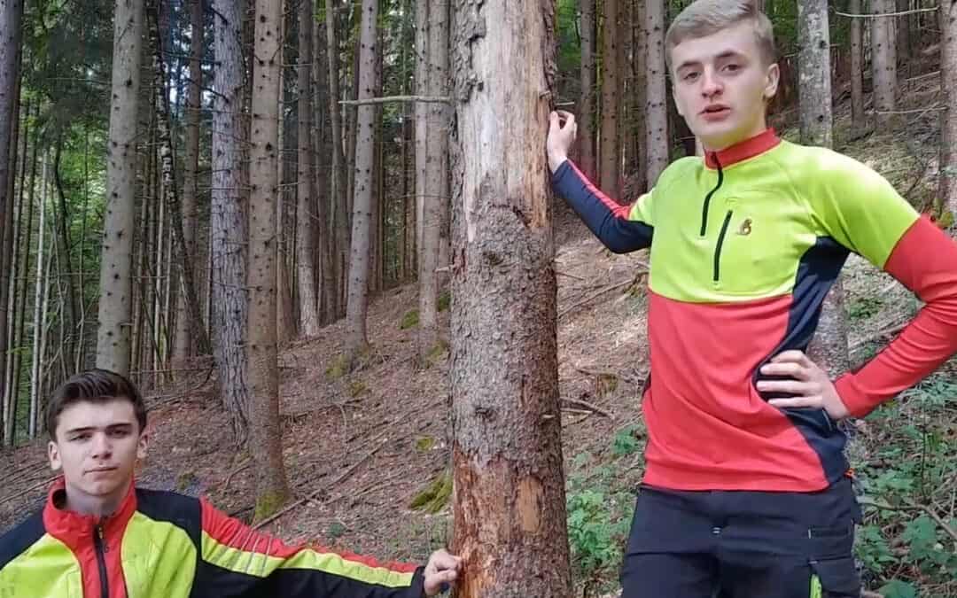 Ameisen als Gegenspieler im Wald