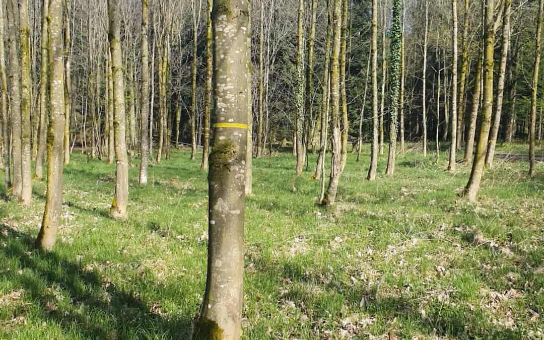 Bergahorn ist ein beliebter Laubbaum im Wald