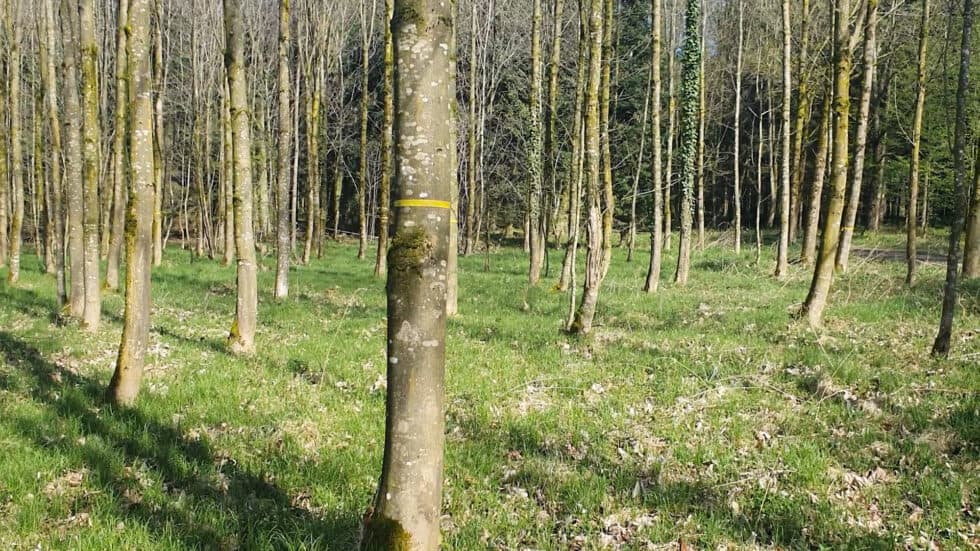 Waldgeschichten-App-Video-Bergahorn-erklaert