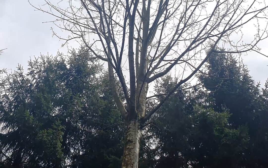 Ahornnester im Dunkelsteiner Wald