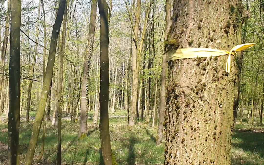 Eiche als optimale Baumart auf schweren Waldböden des Alpenvorlandes