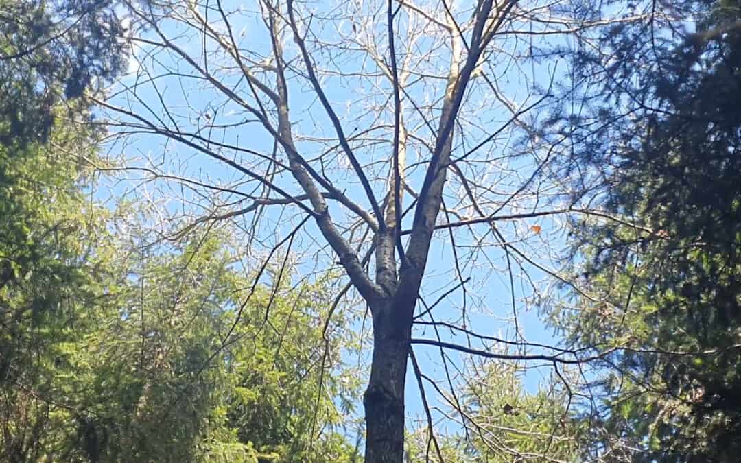 Eichennester im Wald