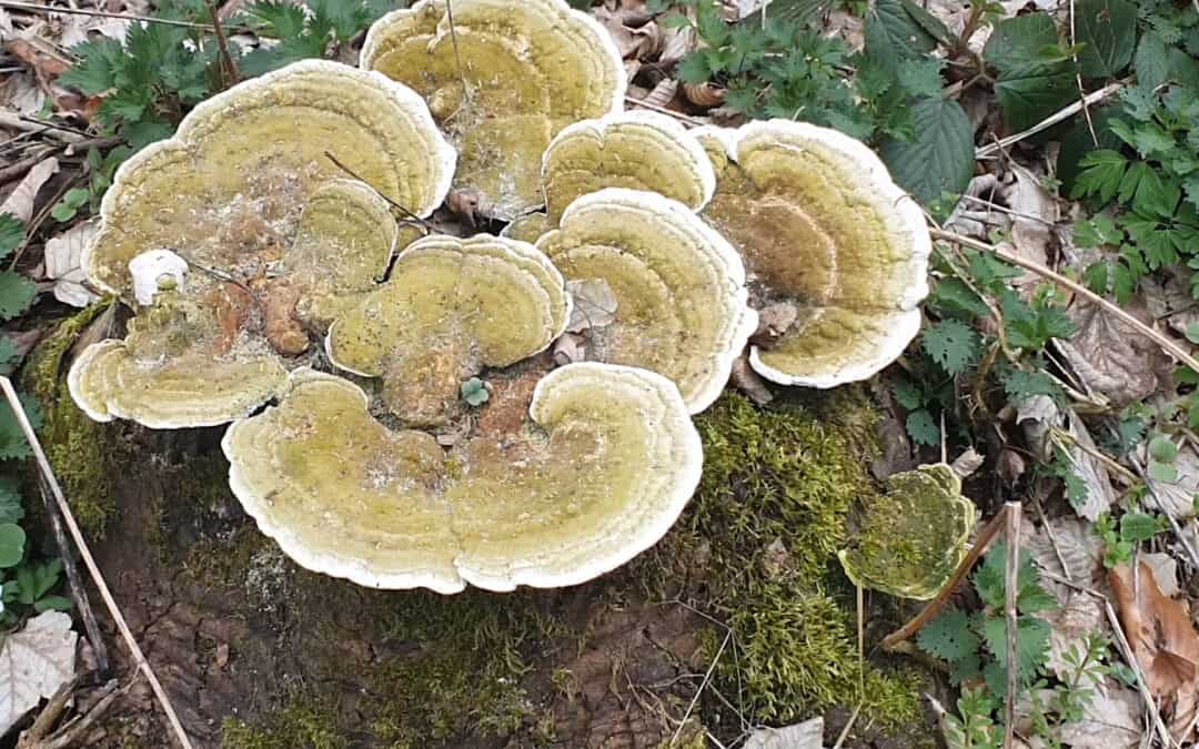 Pilze sind für den Nährstoffkreislauf im Wald enorm wichtig