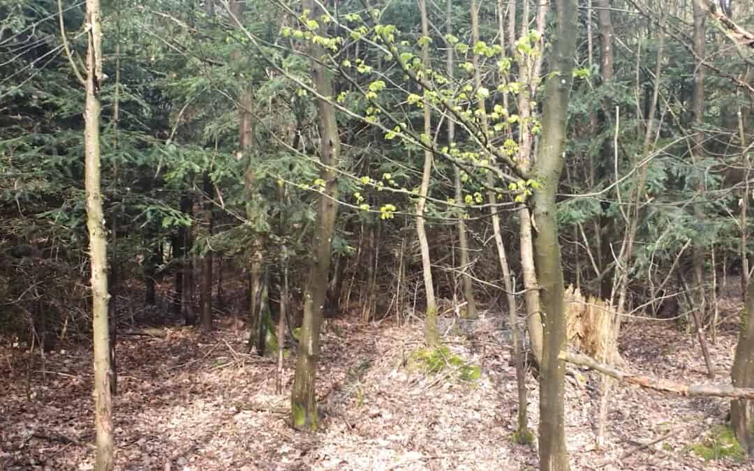 Waldverjüngung durch die Natur