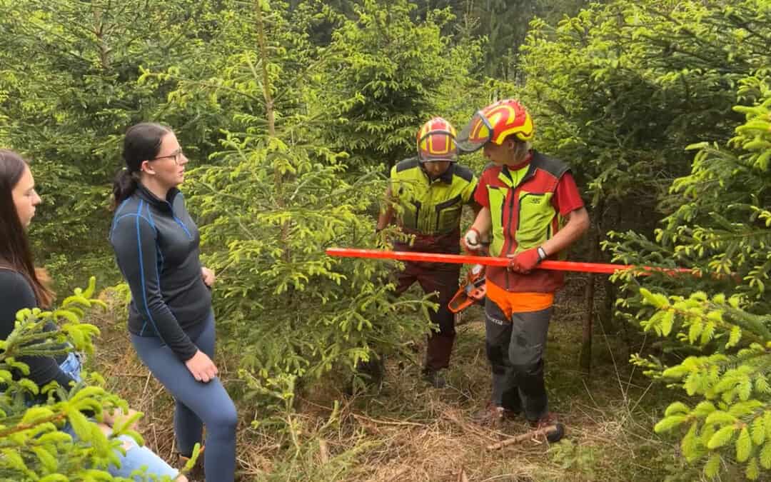 Mit der Dickungspflege den Grundstein legen