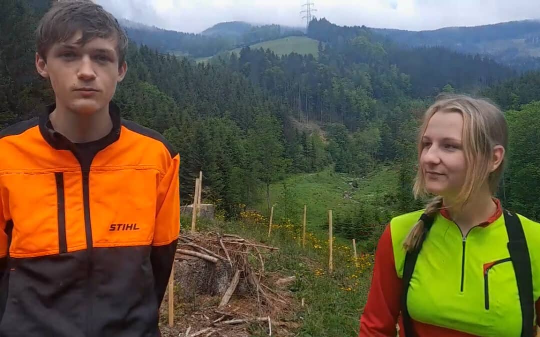 Wie man die jungen Bäume vor Verbiss schützt