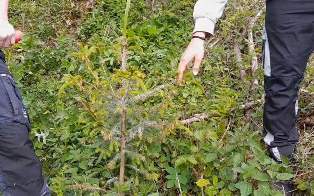 Kulturpflege ist der Grundstock für einen klimafitten Wald