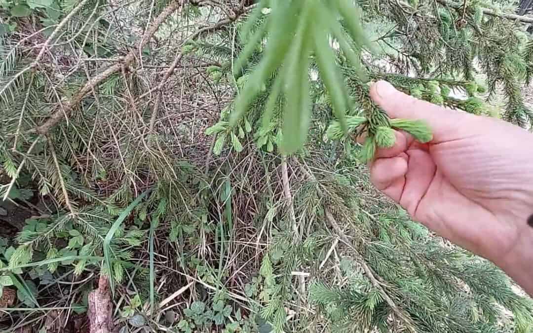 Kulinarischer Ausflug in den Wald